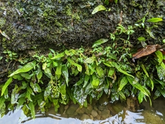 Leptochilus pteropus