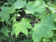 Alangium platanifolium