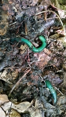 Aporrectodea smaragdina