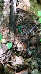 Aporrectodea smaragdina