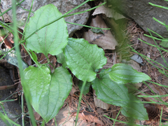 Smilax sieboldii