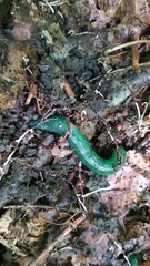 Aporrectodea smaragdina