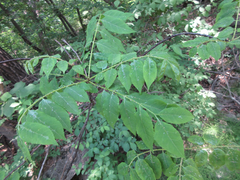 Picrasma quassioides