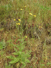 Sonchus asper glaucescens