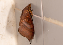 Kunugia latipennis