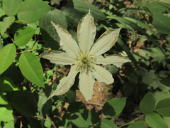Clematis patens