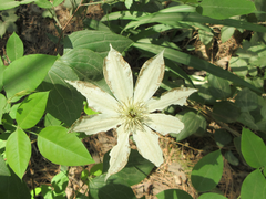Clematis patens