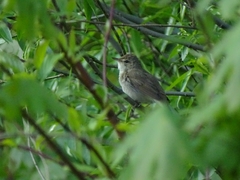 Acrocephalus dumetorum