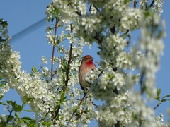 Carpodacus erythrinus