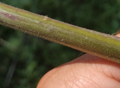 Hesperis pycnotricha