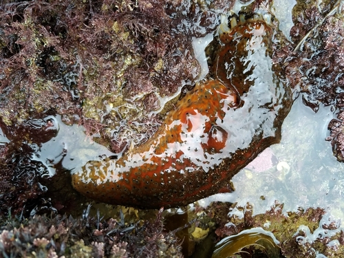 Apostichopus parvimensis