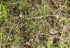 Asparagus acutifolius