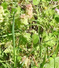 Lamium purpureum