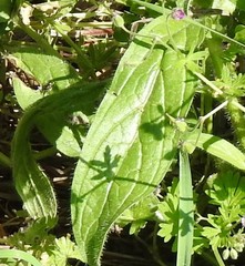 Medicago arabica