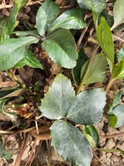 Helleborus viridis