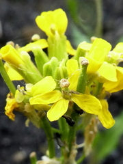 Erysimum virgatum