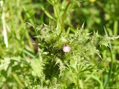 Carduus tenuiflorus