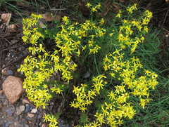 Senecio nevadensis malacitanus