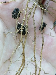Rhizobium