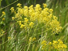 Isatis tinctoria