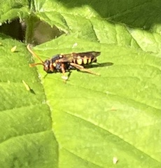 Nomada goodeniana