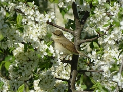 Acrocephalus dumetorum