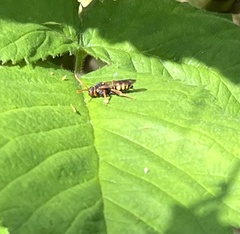 Nomada goodeniana