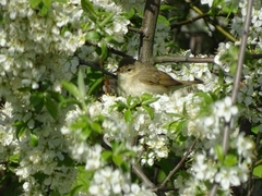 Acrocephalus dumetorum