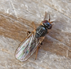 Elachiptera cornuta