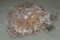 Lobophytum sarcophytoides