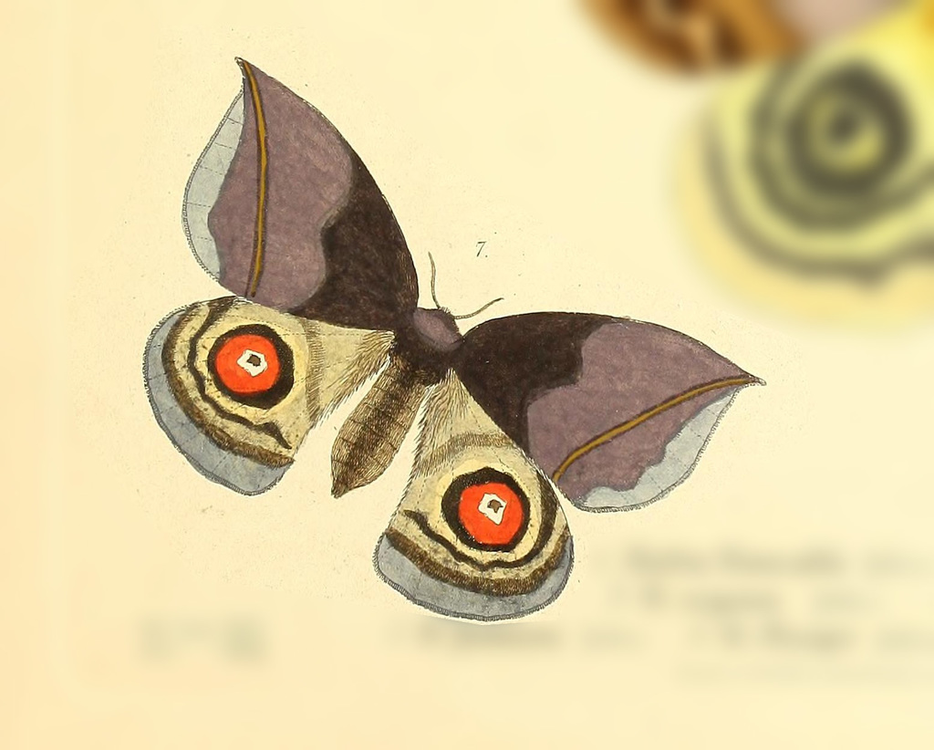 Gamelia anableps