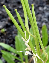 Erysimum virgatum