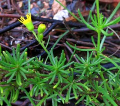 Senecio nevadensis malacitanus