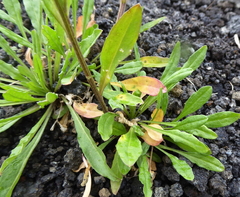 Erysimum virgatum