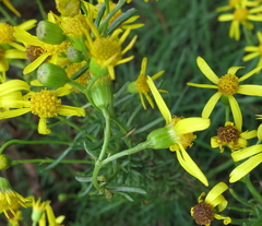 Senecio nevadensis malacitanus