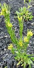 Erysimum virgatum
