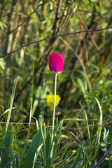 Tulipa suaveolens