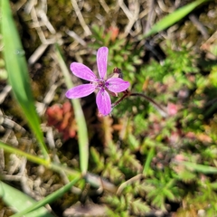 Erodium cicutarium