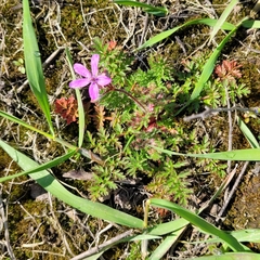Erodium cicutarium