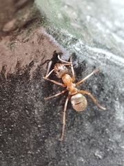 Formica cinerea