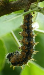 Nymphalis polychloros