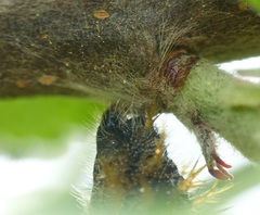 Nymphalis polychloros