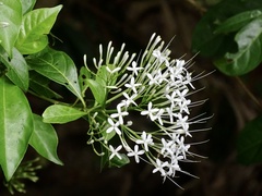 Pavetta hongkongensis