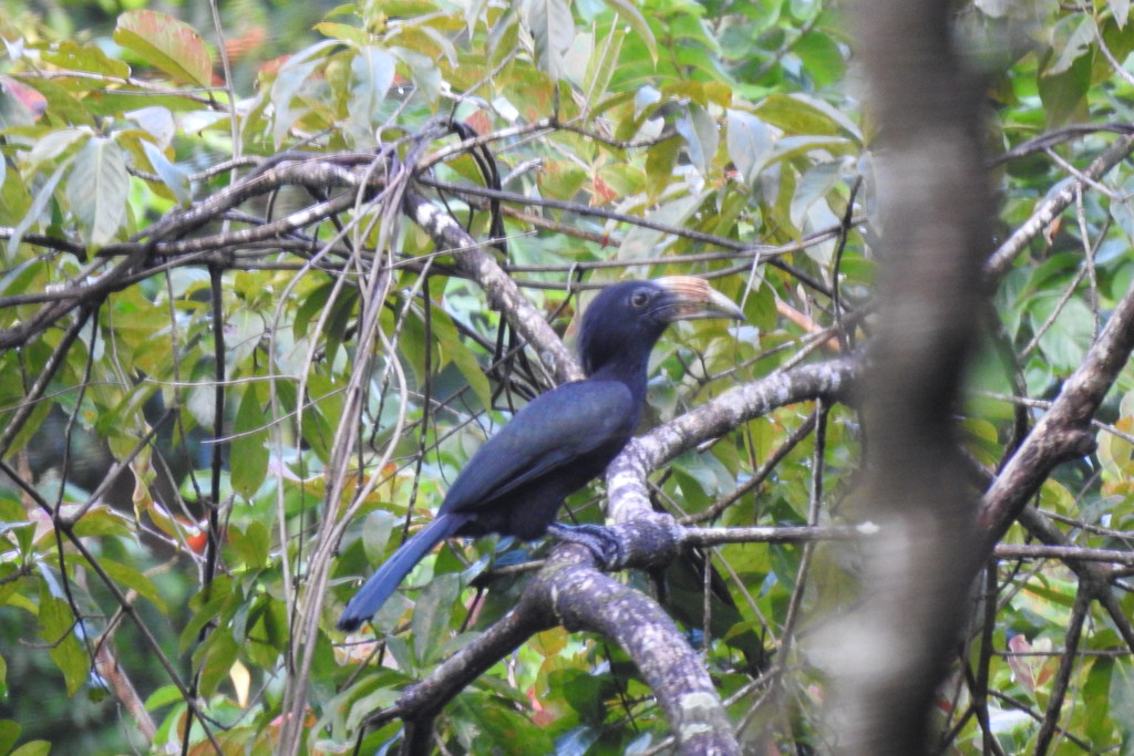 Sulawesi Hornbill photo