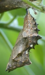 Nymphalis polychloros