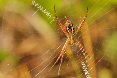 Argiope