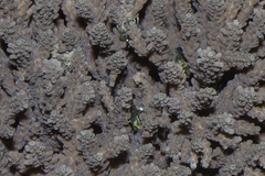 Coralliocaris graminea