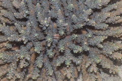 Tetralia nigrolineata