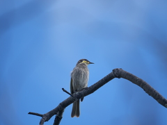 Gavicalis fasciogularis