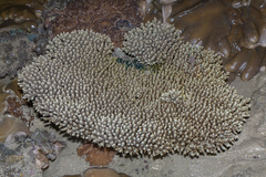 Acropora tenuis